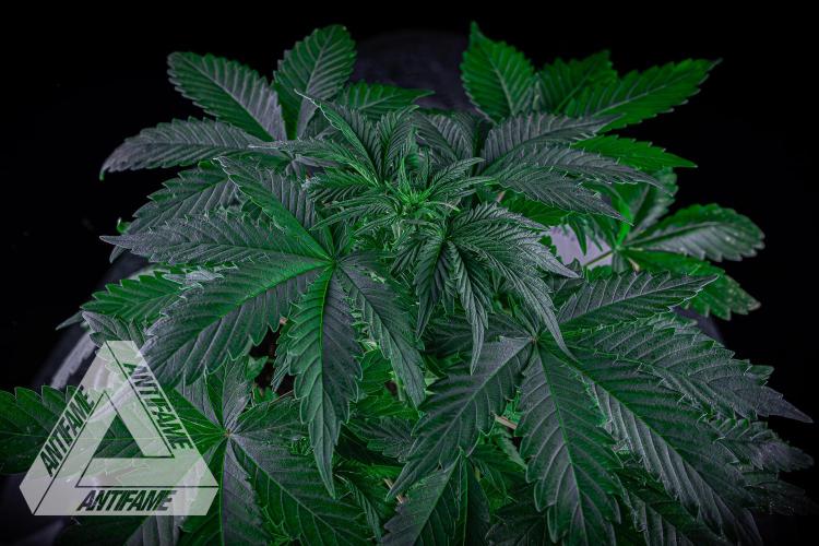 DIVINE SEEDS - Auto Northern Lights. Week 4