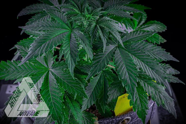 DIVINE SEEDS - Auto Northern Lights. Week 4