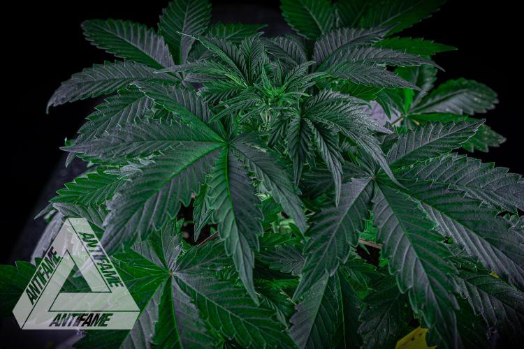 DIVINE SEEDS - Auto Northern Lights. Week 4