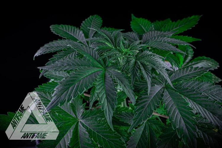 DIVINE SEEDS - Auto Northern Lights. Week 4