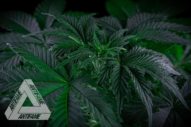 DIVINE SEEDS - Auto Northern Lights. Week 4