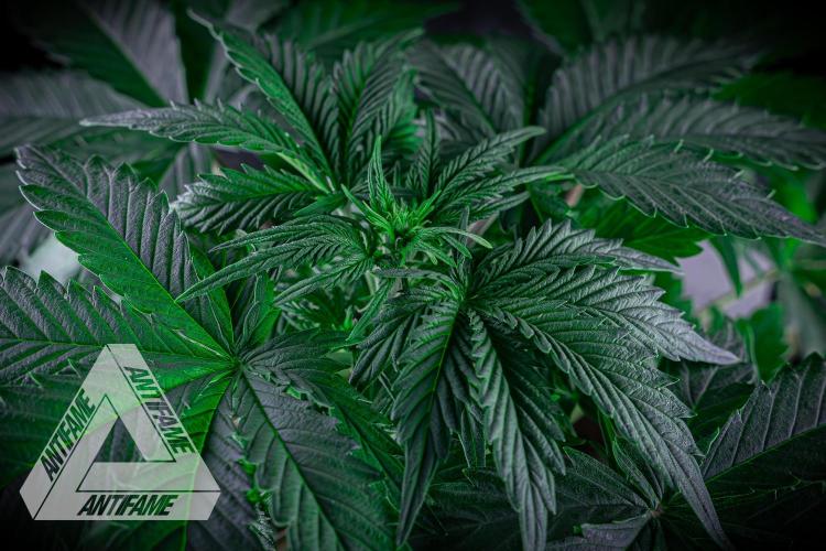 DIVINE SEEDS - Auto Northern Lights. Week 4