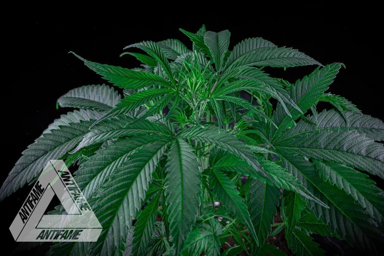 DIVINE SEEDS - Auto Northern Lights. Week 4