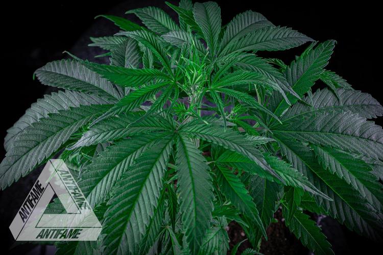 DIVINE SEEDS - Auto Northern Lights. Week 4