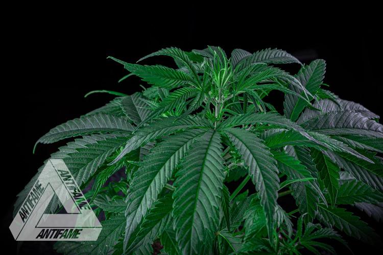 DIVINE SEEDS - Auto Northern Lights. Week 4