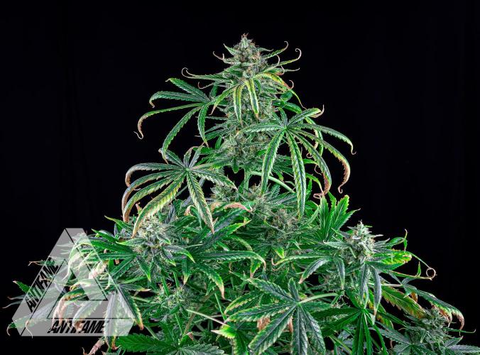 DIVINE SEEDS - Auto Fractal. Week 11