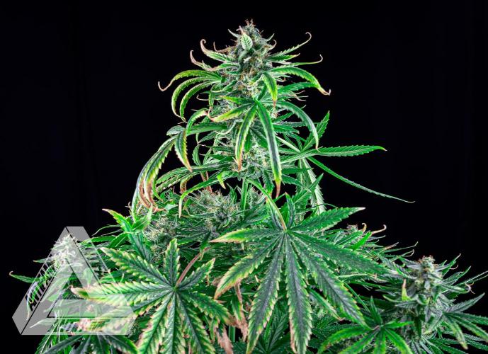 DIVINE SEEDS - Auto Fractal. Week 11