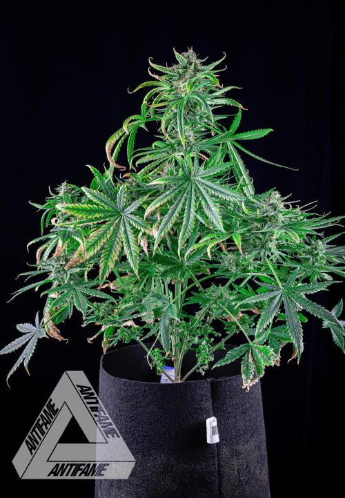 DIVINE SEEDS - Auto Fractal. Week 11