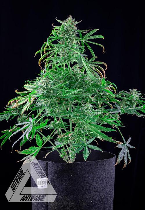 DIVINE SEEDS - Auto Fractal. Week 11