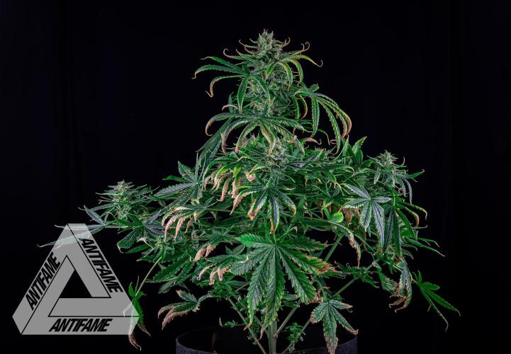 DIVINE SEEDS - Auto Fractal. Week 11