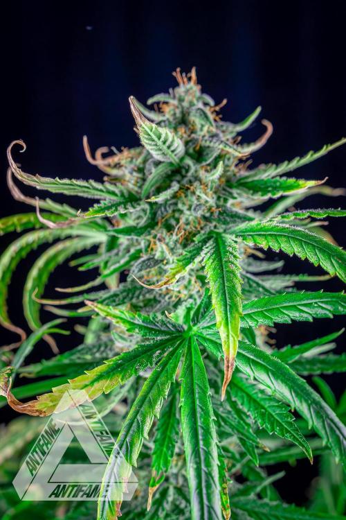 DIVINE SEEDS - Auto Fractal. Week 11