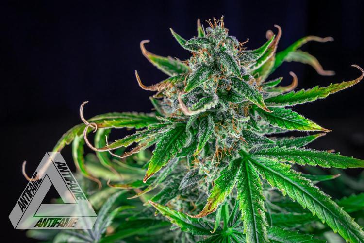 DIVINE SEEDS - Auto Fractal. Week 11