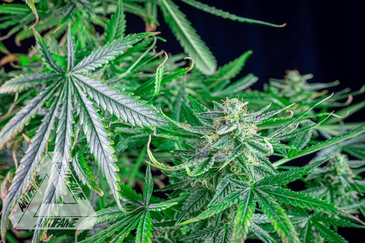 DIVINE SEEDS - Auto Fractal. Week 11