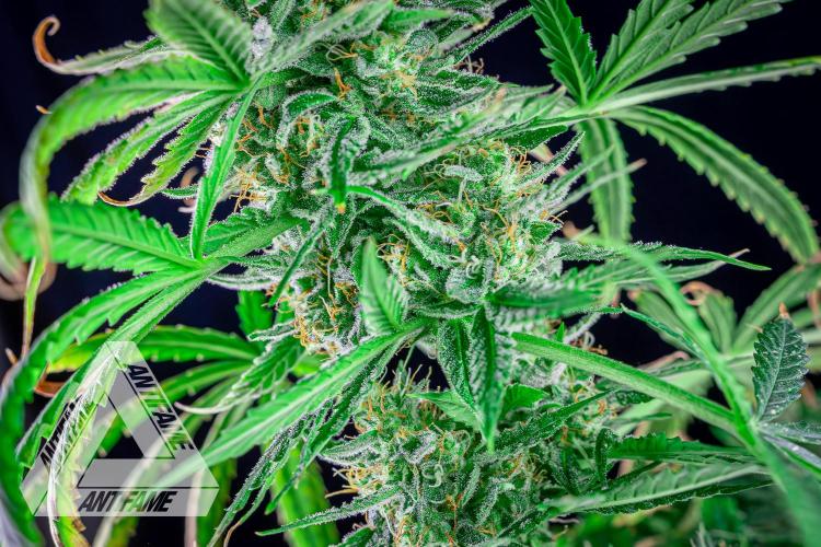 DIVINE SEEDS - Auto Fractal. Week 11