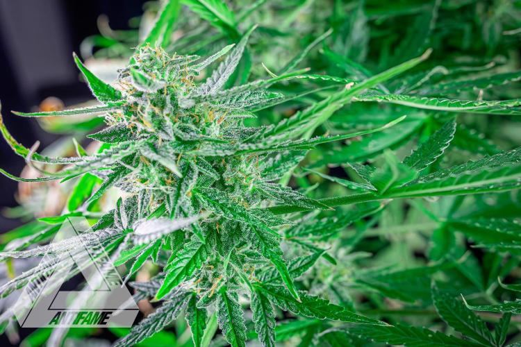 DIVINE SEEDS - Auto Fractal. Week 11