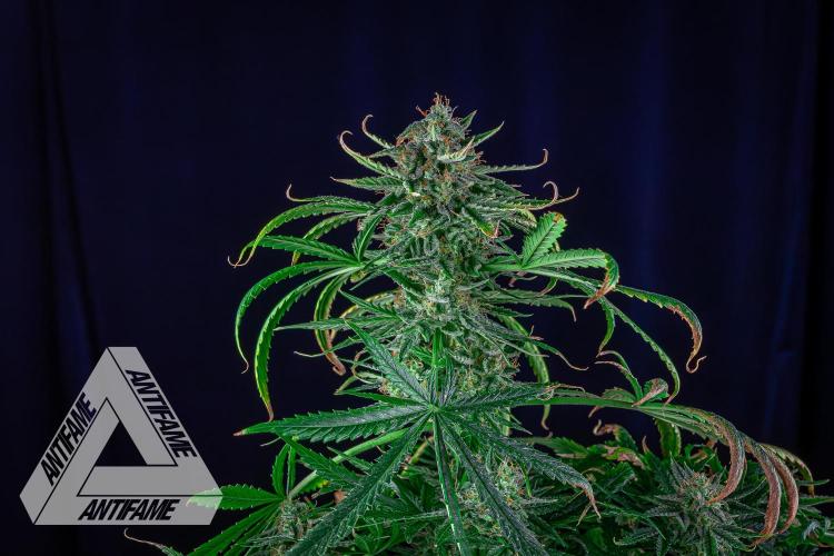 DIVINE SEEDS - Auto Fractal. Week 11