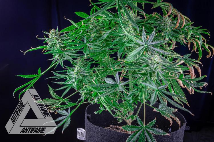 DIVINE SEEDS - Auto Fractal. Week 11