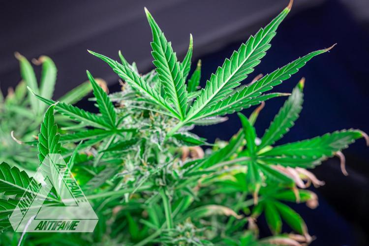 DIVINE SEEDS - Auto Fractal. Week 11