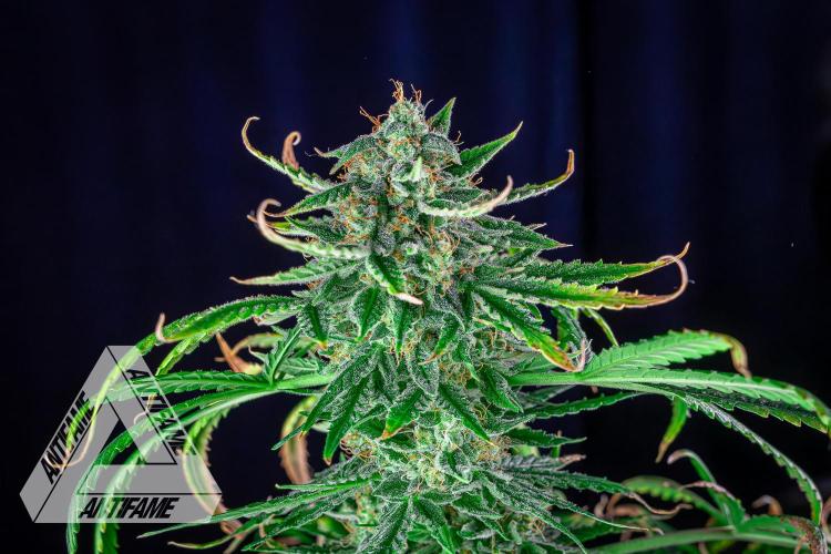 DIVINE SEEDS - Auto Fractal. Week 11