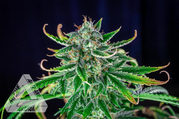 DIVINE SEEDS - Auto Fractal. Week 11