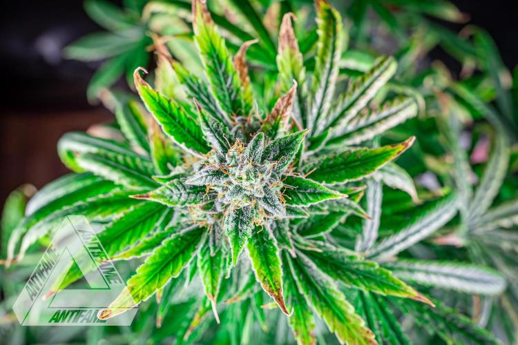 DIVINE SEEDS - Auto Fractal. Week 11