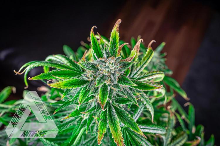 DIVINE SEEDS - Auto Fractal. Week 11