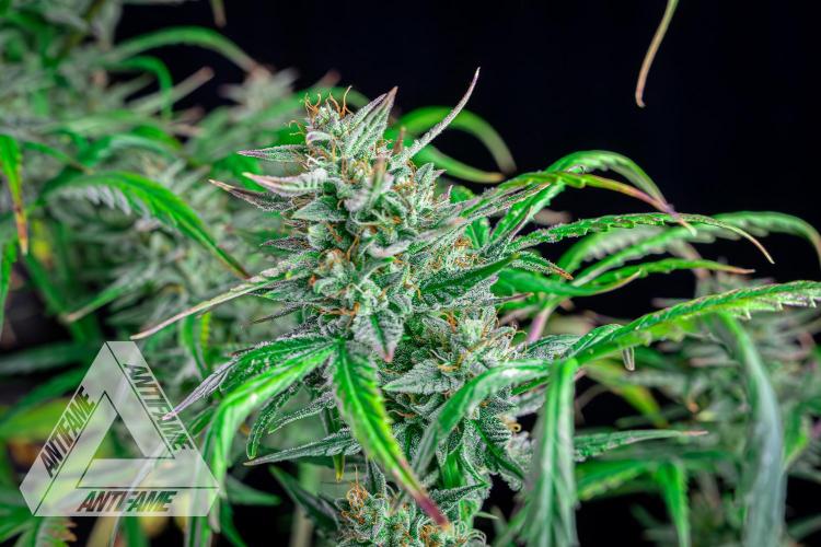 DIVINE SEEDS - Auto Divine Rapier. Week 12