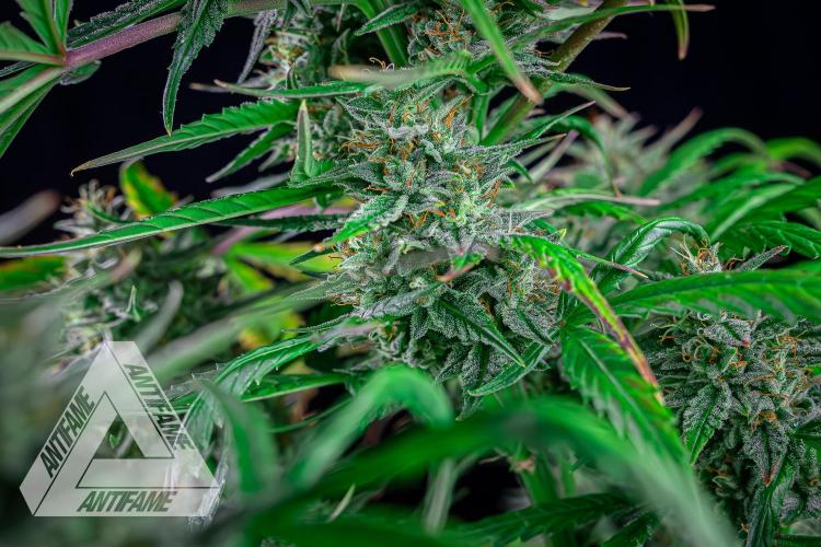 DIVINE SEEDS - Auto Divine Rapier. Week 12