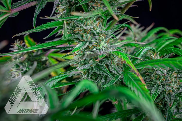 DIVINE SEEDS - Auto Divine Rapier. Week 12