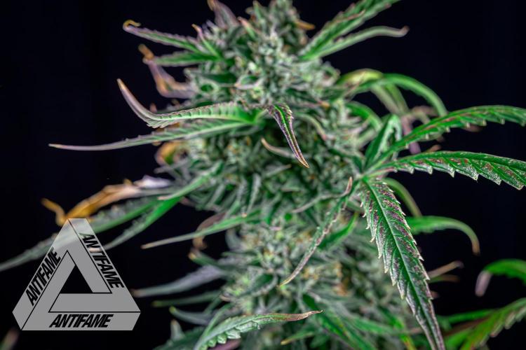 DIVINE SEEDS - Auto Divine Rapier. Week 12