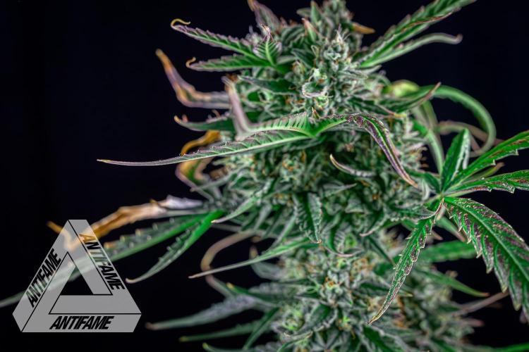 DIVINE SEEDS - Auto Divine Rapier. Week 12