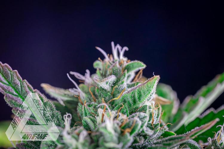 DIVINE SEEDS - Auto Divine Rapier. Week 12