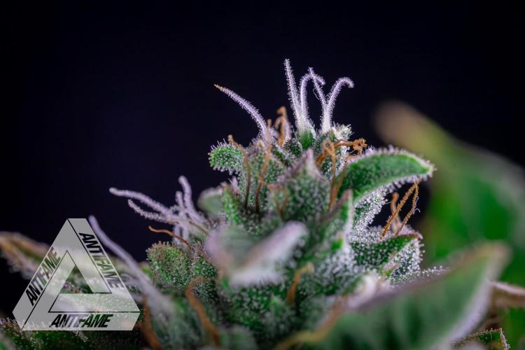 DIVINE SEEDS - Auto Divine Rapier. Week 12