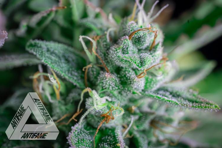 DIVINE SEEDS - Auto Divine Rapier. Week 12