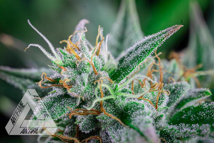 DIVINE SEEDS - Auto Divine Rapier. Week 12