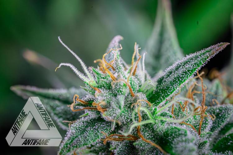 DIVINE SEEDS - Auto Divine Rapier. Week 12