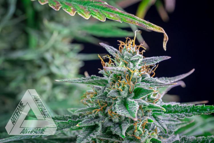 DIVINE SEEDS - Auto Divine Rapier. Week 12