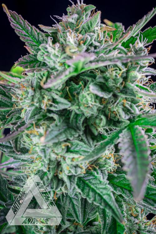 DIVINE SEEDS - Auto Divine Rapier. Week 12