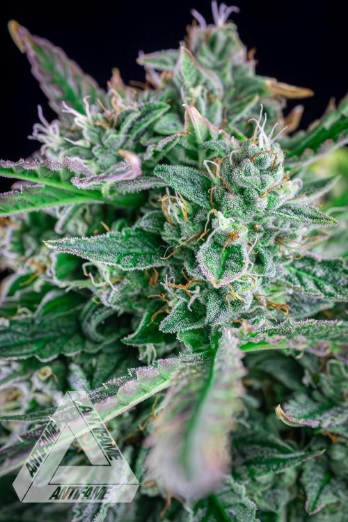 DIVINE SEEDS - Auto Divine Rapier. Week 12