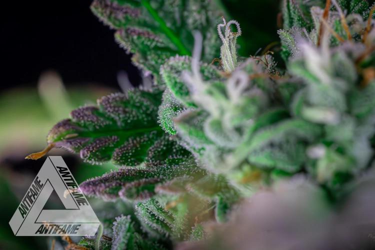 DIVINE SEEDS - Auto Divine Rapier. Week 12