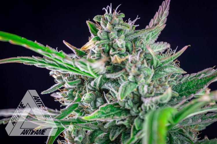 DIVINE SEEDS - Auto Divine Rapier. Week 12