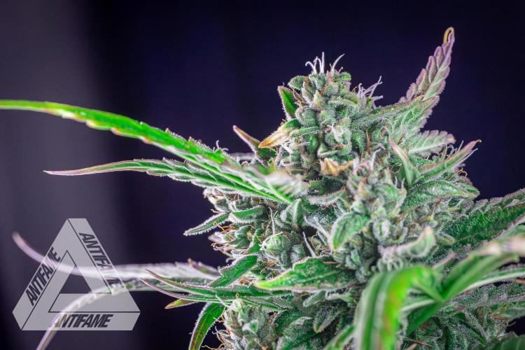 DIVINE SEEDS - Auto Divine Rapier. Week 12