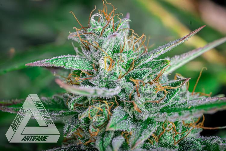 DIVINE SEEDS - Auto Divine Rapier. Week 12