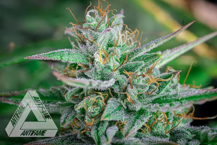 DIVINE SEEDS - Auto Divine Rapier. Week 12