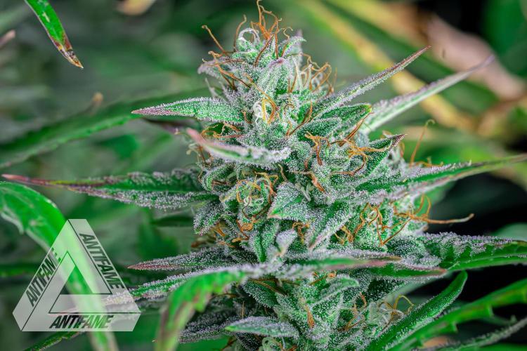 DIVINE SEEDS - Auto Divine Rapier. Week 12