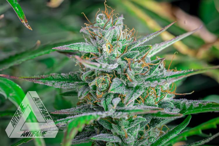 DIVINE SEEDS - Auto Divine Rapier. Week 12