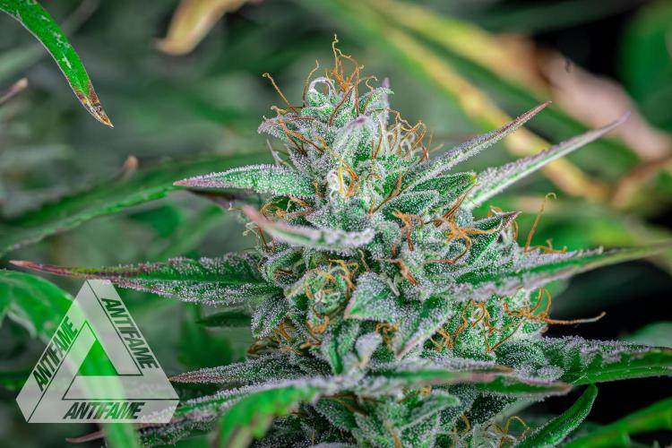 DIVINE SEEDS - Auto Divine Rapier. Week 12