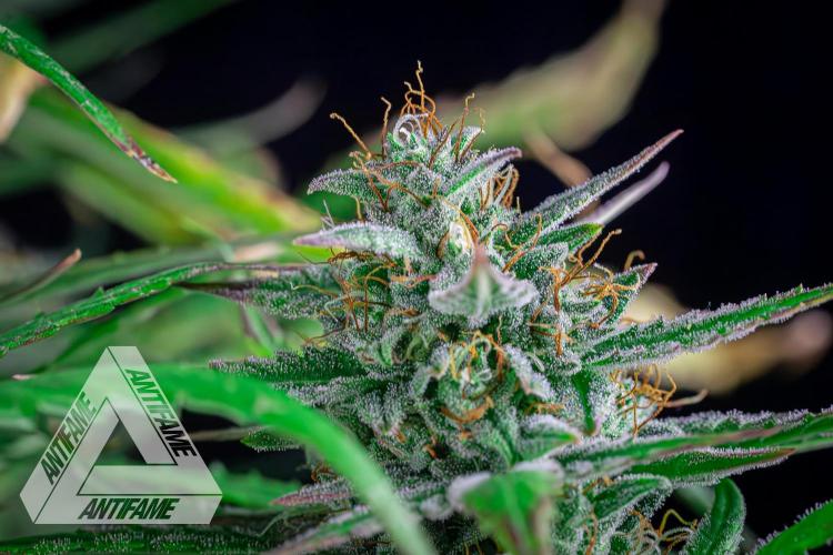 DIVINE SEEDS - Auto Divine Rapier. Week 12