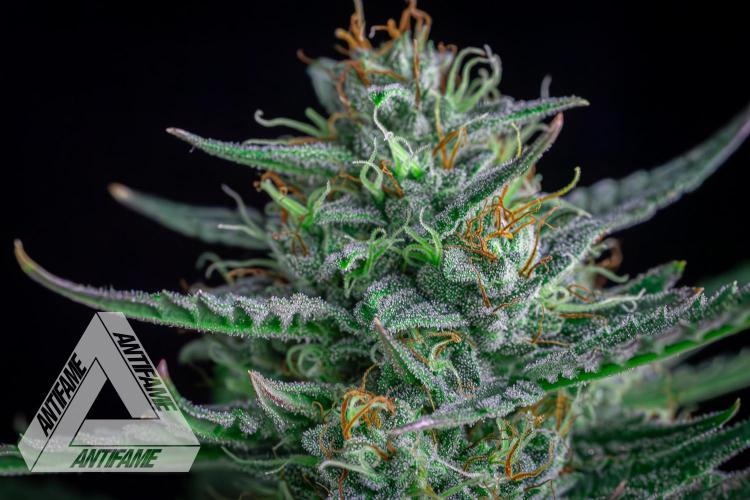 DIVINE SEEDS - Auto Divine Rapier. Week 12