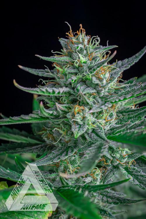 DIVINE SEEDS - Auto Divine Rapier. Week 12